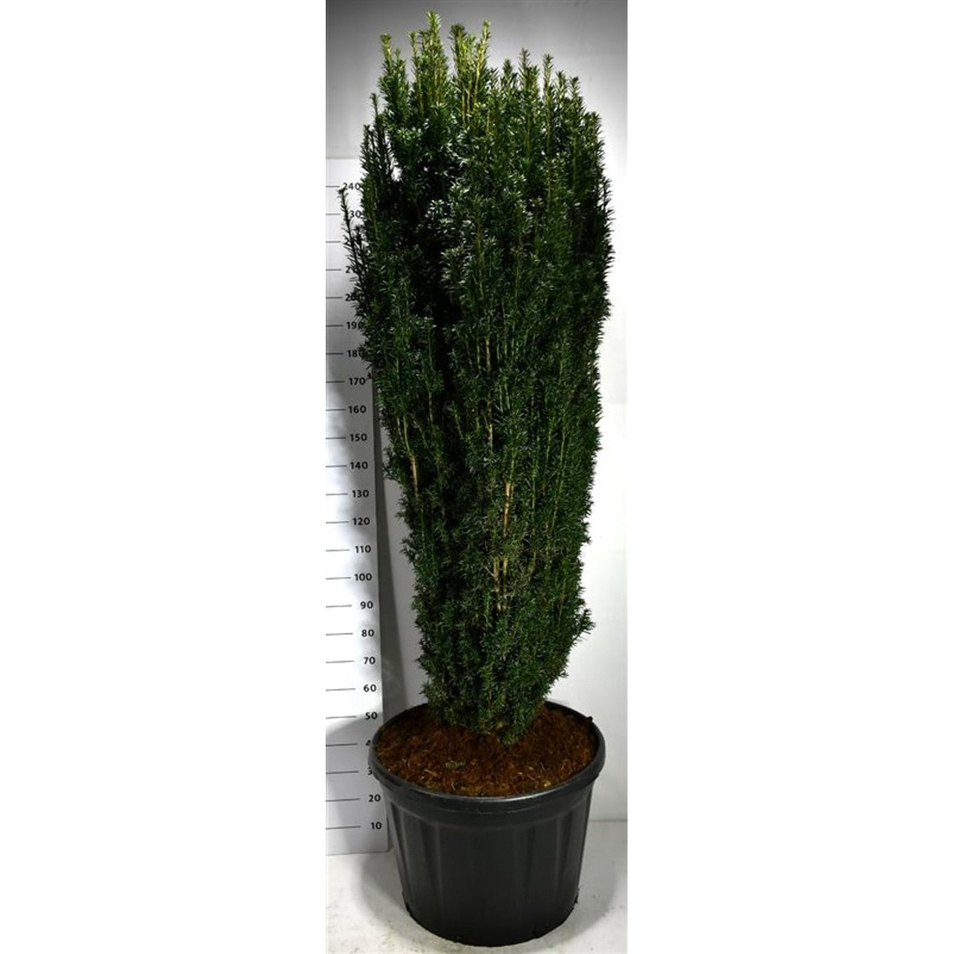 Idegran – Taxus baccata 'Pirat' - C180 180-200 cm.